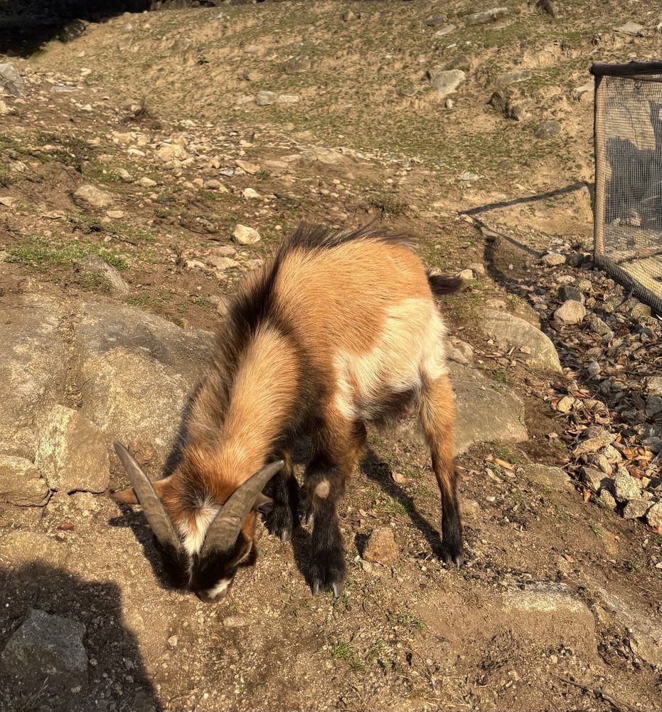 Cabrito anão macho, malhado, 1 ano de idade