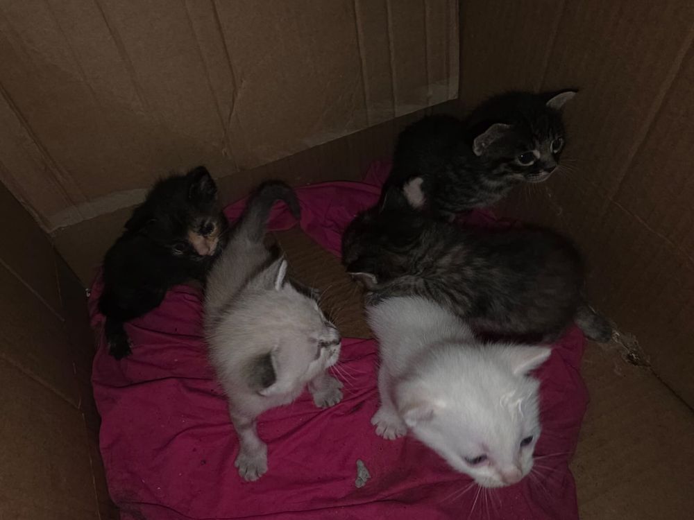 Pequeninos gatinhos