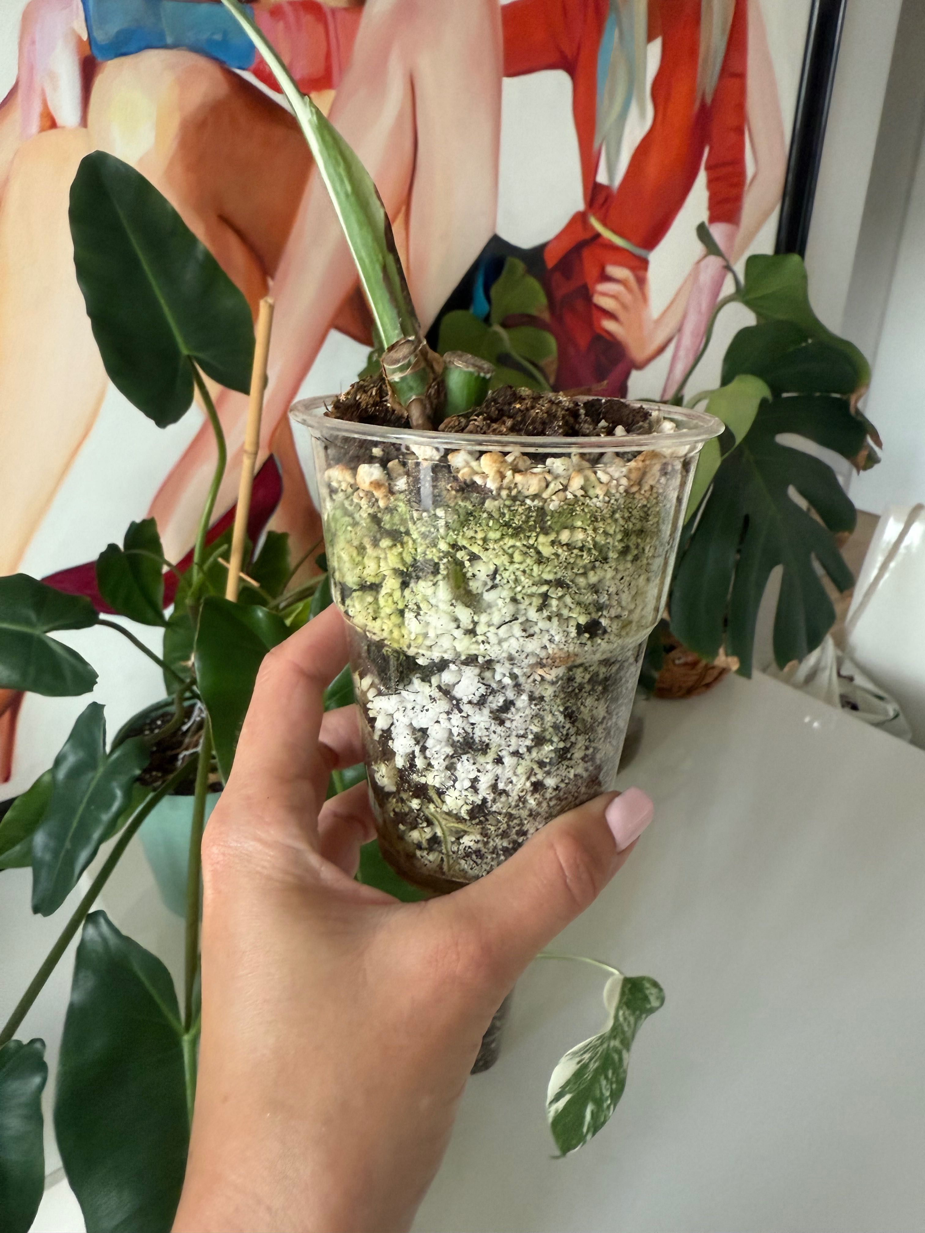 Monstera variegata- ukorzeniona sadzonka pędowa