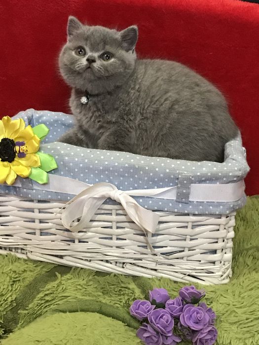 Шикарний кіт на вязку !