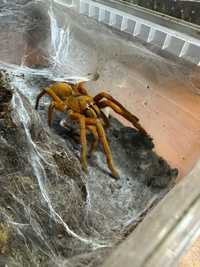 Orphnaecus philippinus L2