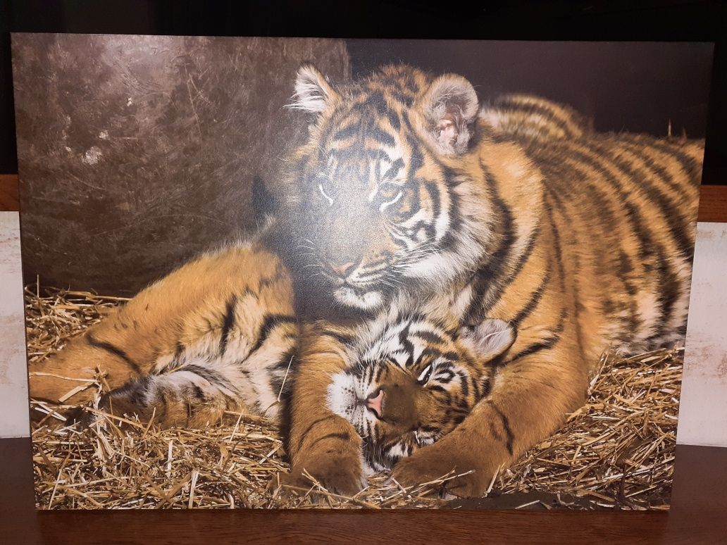 Obraz z Tygrysami