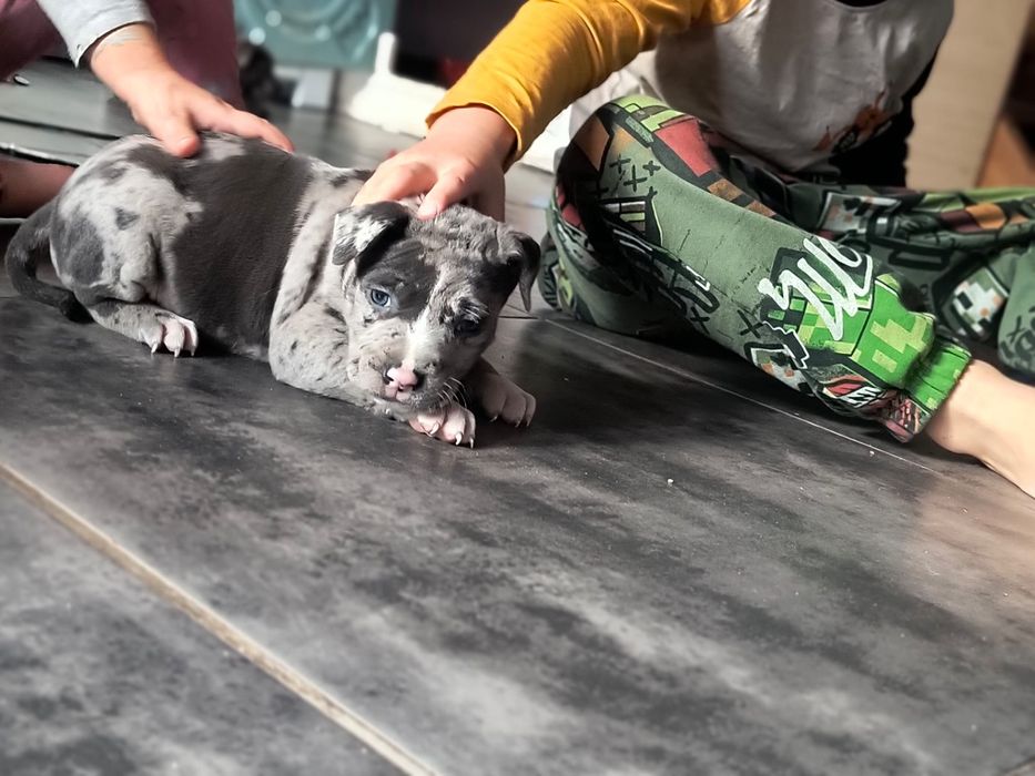 Czeka na Ciebie Amstaff Stanford terier szczeniaczek blu  - merle