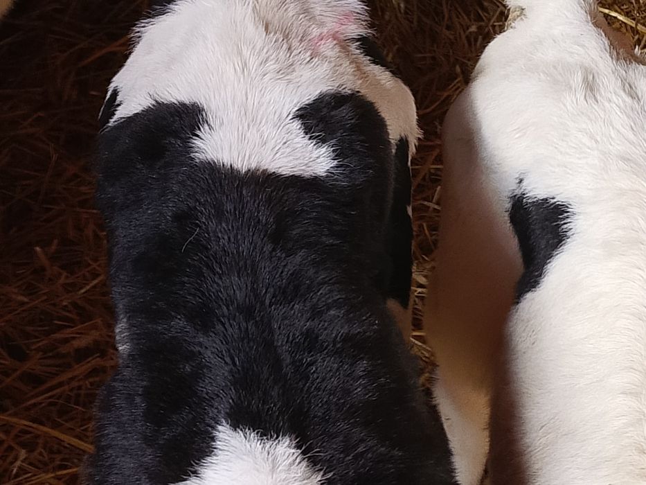 Sprzedam cielaki mieszańce