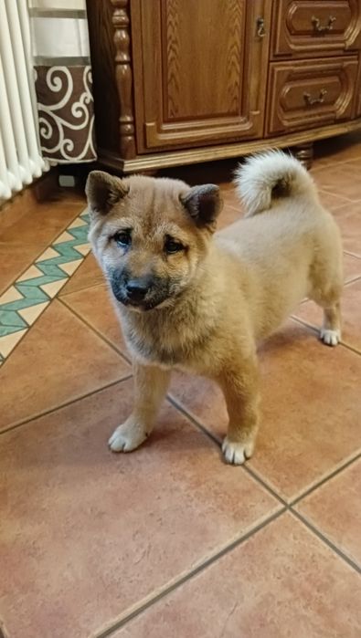 Shiba Inu czerwona suczka Wrzosowa Zagroda FCI ZKwP