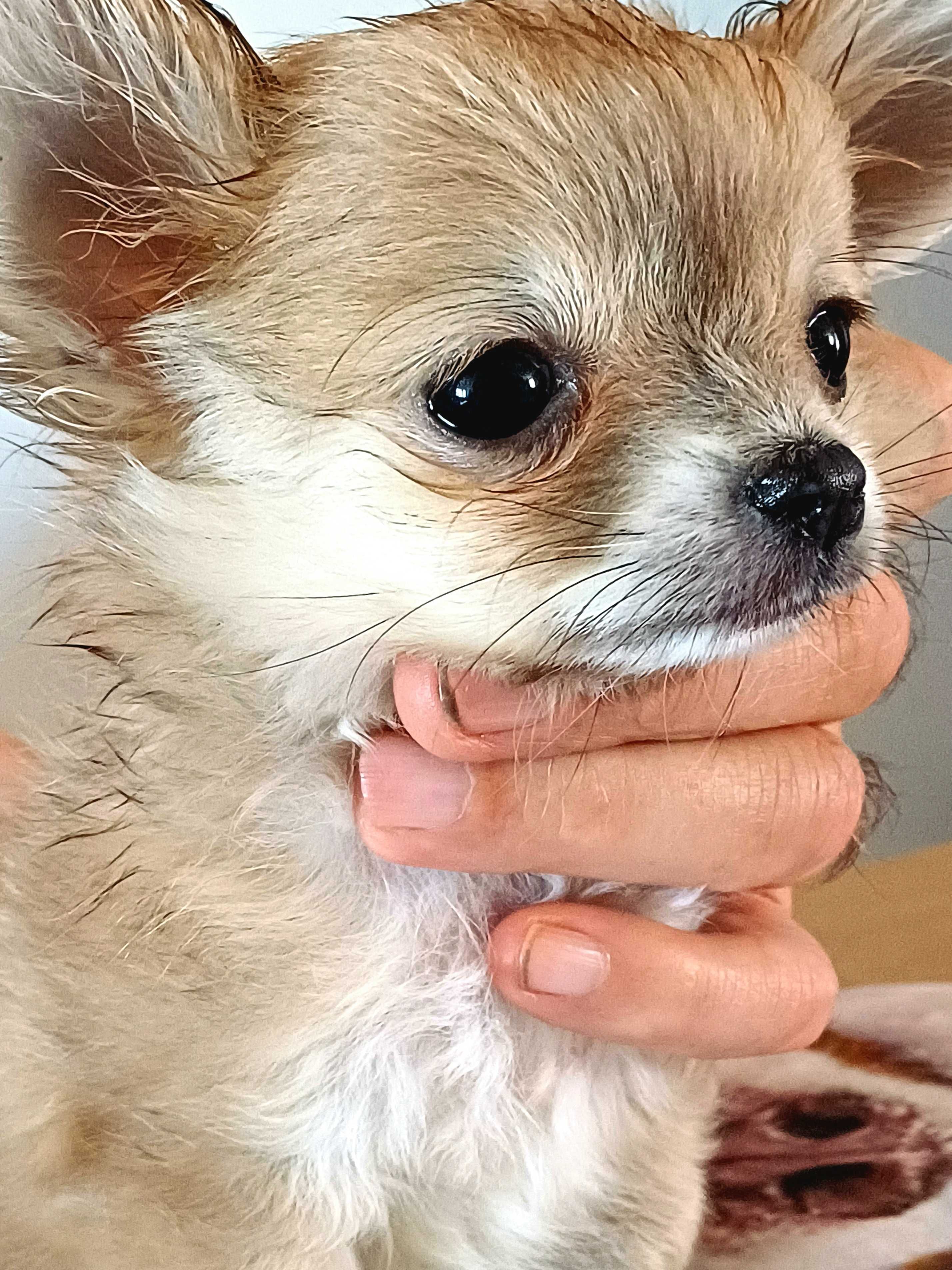 Chihuahua Beżowa Dziewczynka