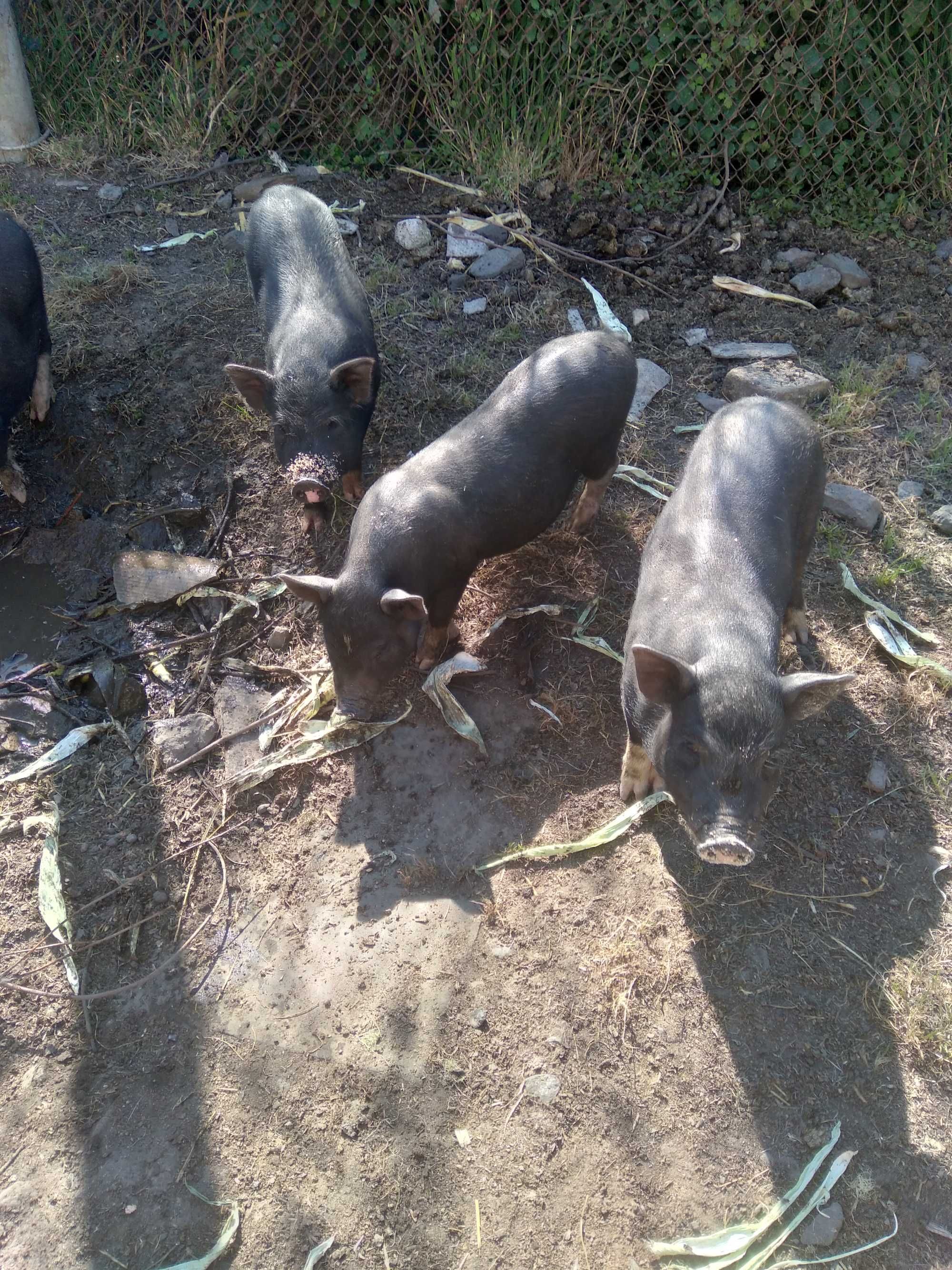 продаются вьетнамские свиньи  ( 8 месяцев)