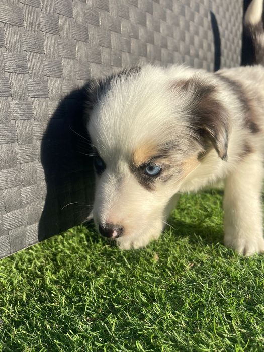 Border Collie Tri blue merle