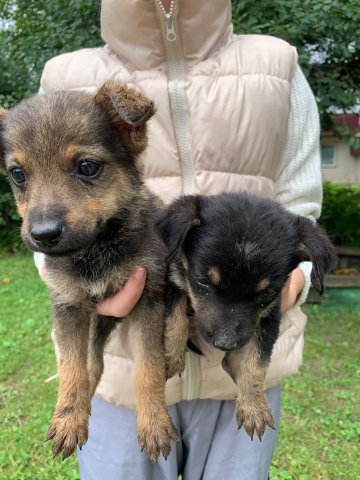 Цуцики дівчатка в добрі руки