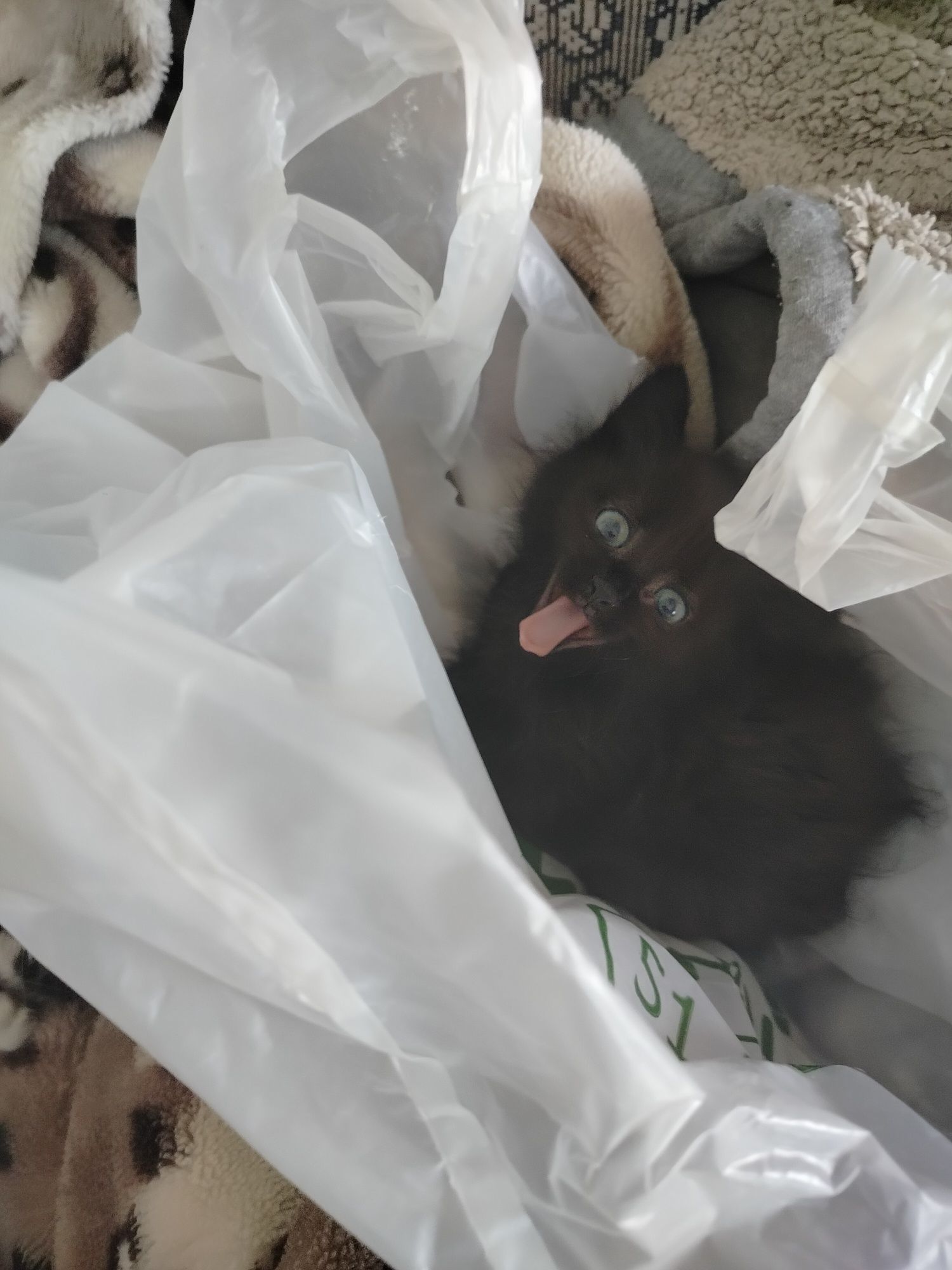 Віддам кошенят в добрі руки