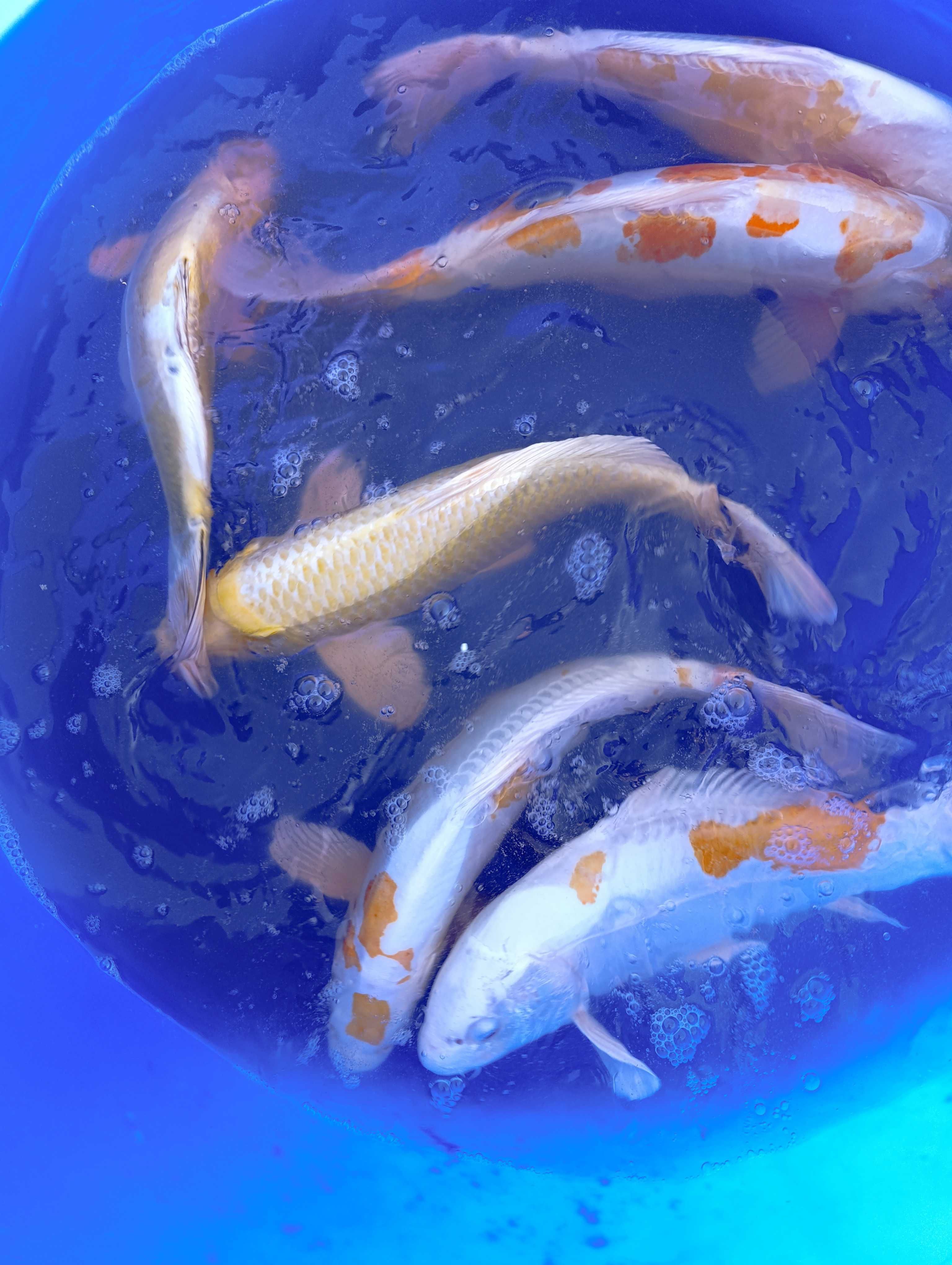 Karp koi oczka wodne