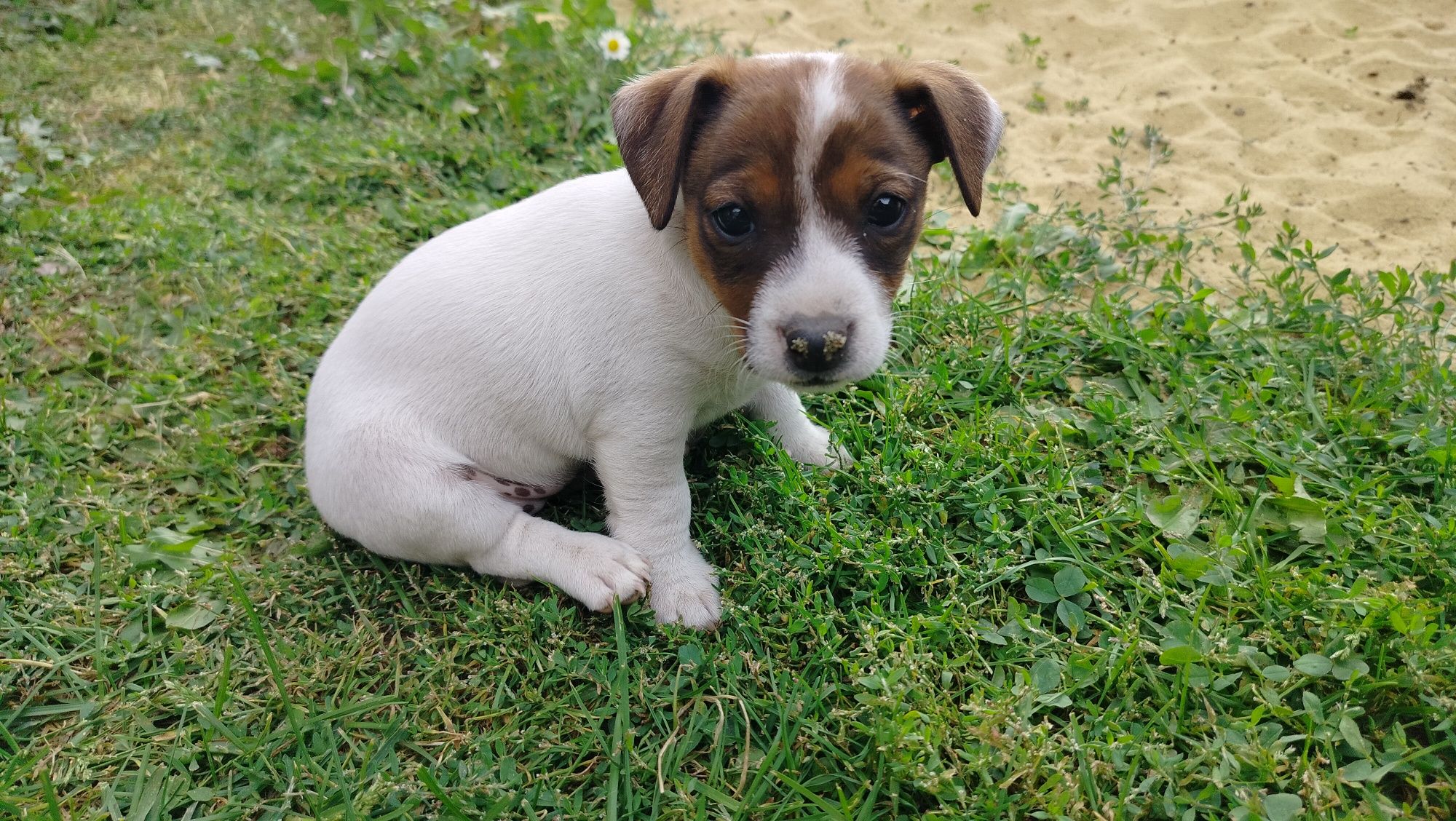Szczeniak Jack Russell Terrier