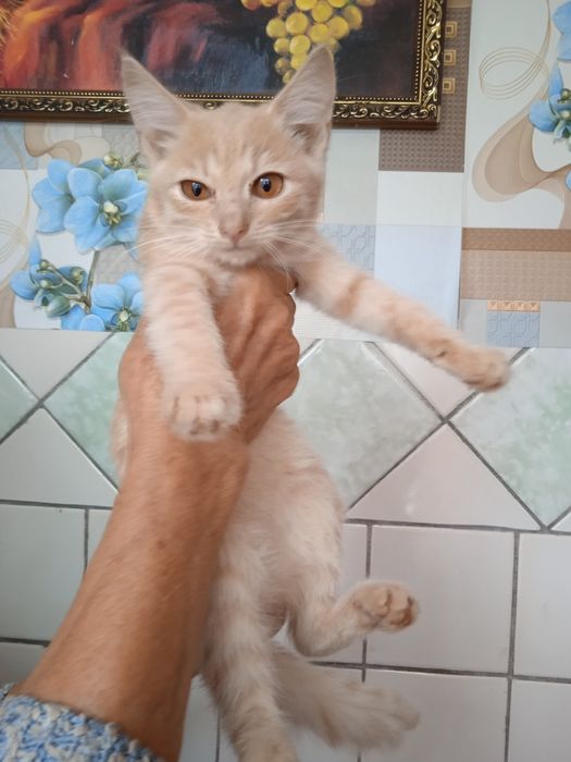 Віддам котиків в добрі руки, 2,5 місяці