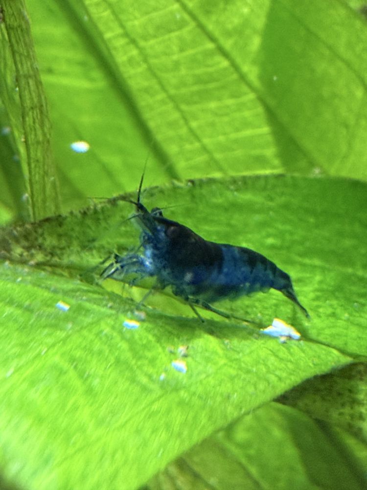 Camaroes neocaridina Blue Dream