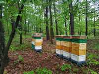 Odklady 5 ramkowe odkład pszczeli wielkopolskie