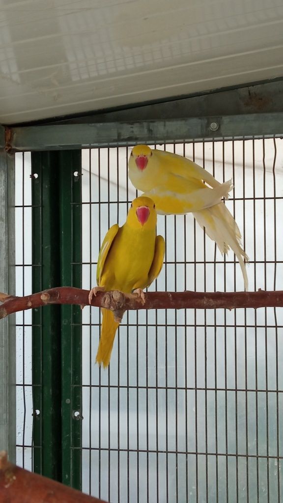 Casal ring necks caturras criar a mão