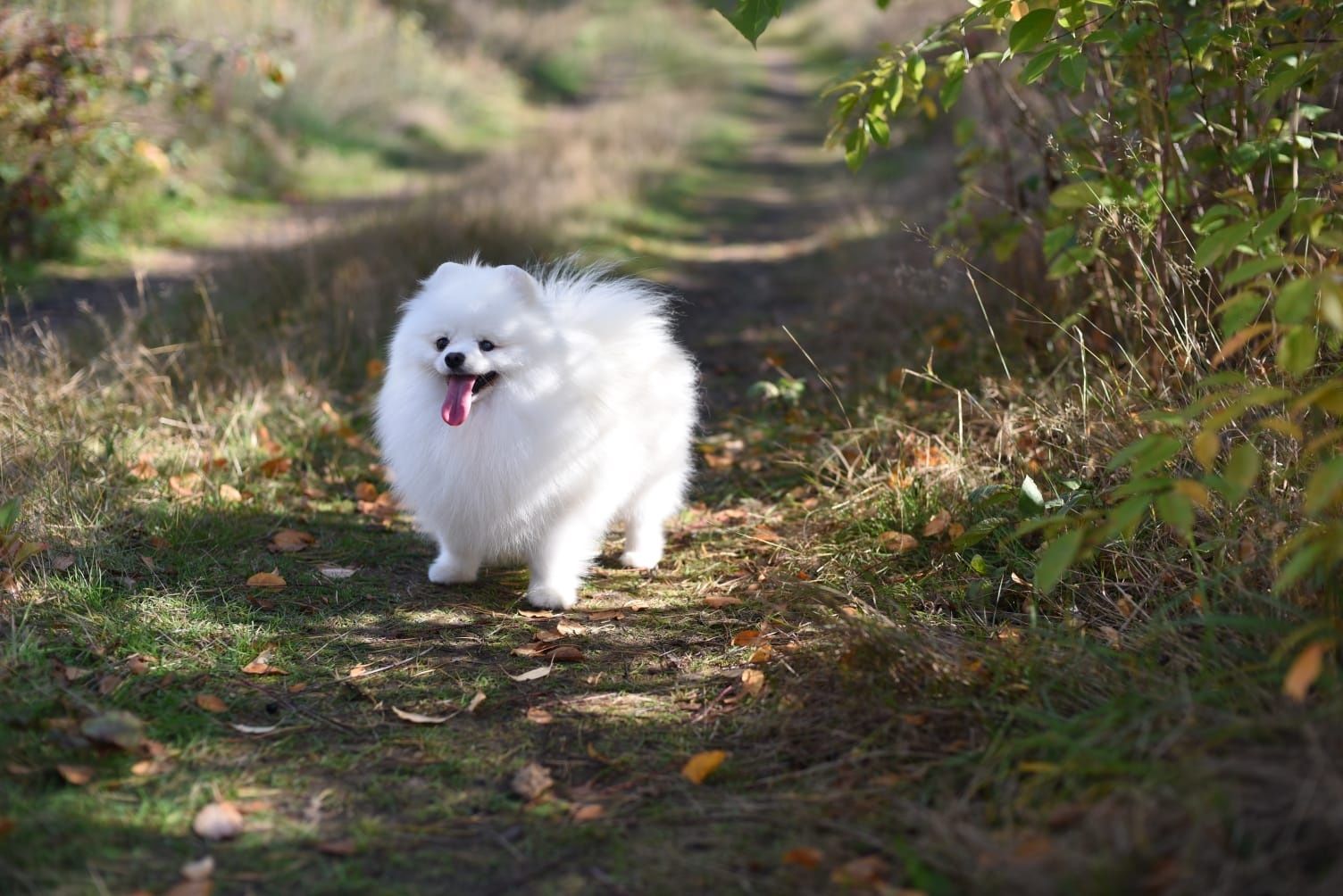 Reproduktor szpic miniaturowy pomeranian