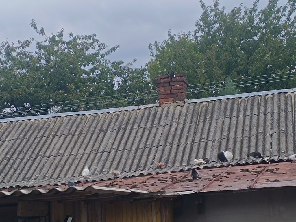gołębie rasowe n