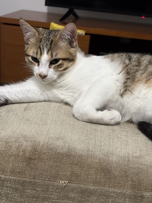 Gatinho Macho independente