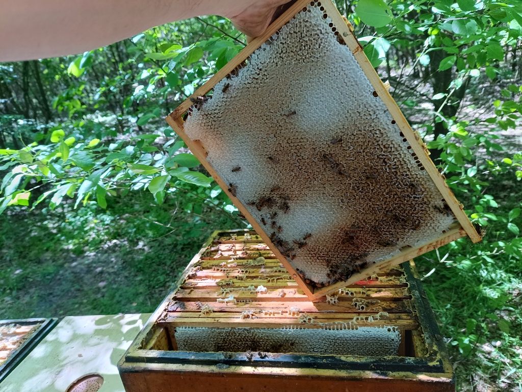 Miód pszczeli Rzepakowy Hurt