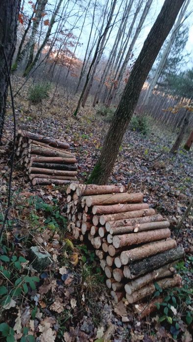 Pień sosnowy do choinki