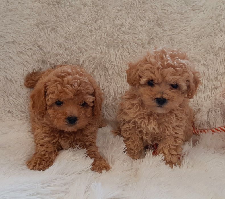 Bichpoo Maltipoo Poochon Pudelek badania genetyczne