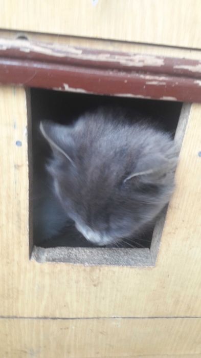 Попиляста кішка 6 міс