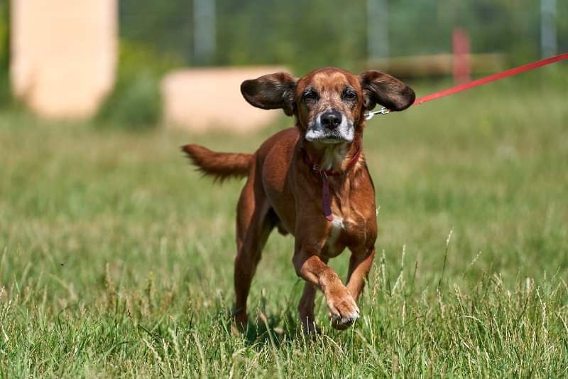 Vigo w typie gończego do adopcji!