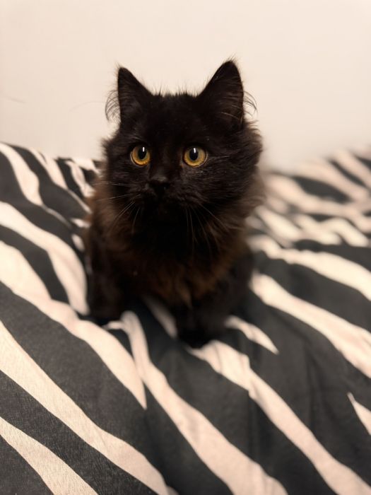 Бруно шукає родину