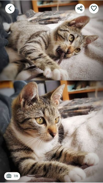 16 tygodniowa kicia szuka miłości