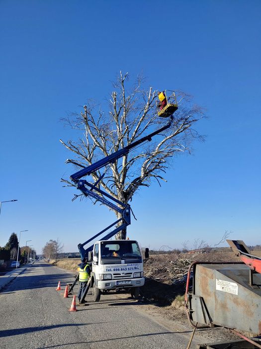 Wycinka drzew trudnych | Wysięgnik koszowy | Arborystycznie