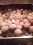 Araucana,silka,marans,australorp,chabo ,kochin miniaturowy