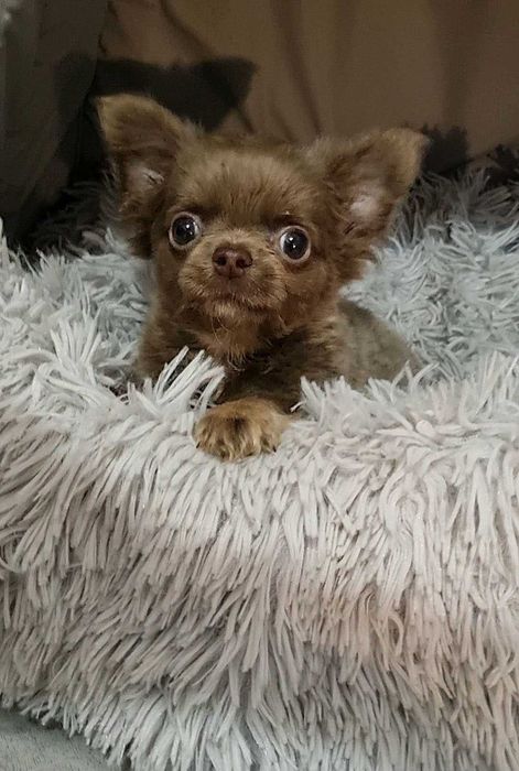 Ліловий, манюній, гарнюній