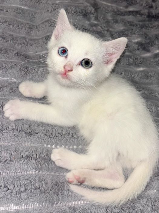 Продається чарівне кошеня кольоровими очима