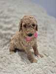 Goldendoodle f1b standard