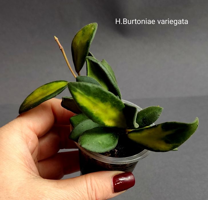 Хойя. Вкорінені Juannguoana,SilverMoon,lyiChina,Elliptica,Finlaysonii