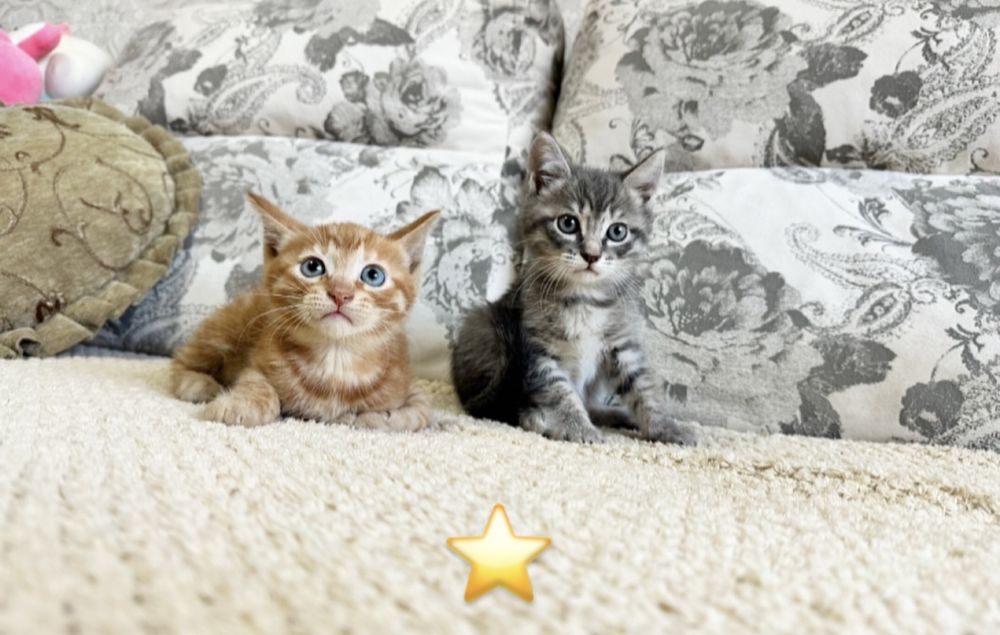 Котёнок в наличии!