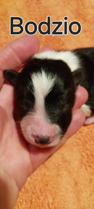 Szczeniaki Border Collie ZKwP FCI