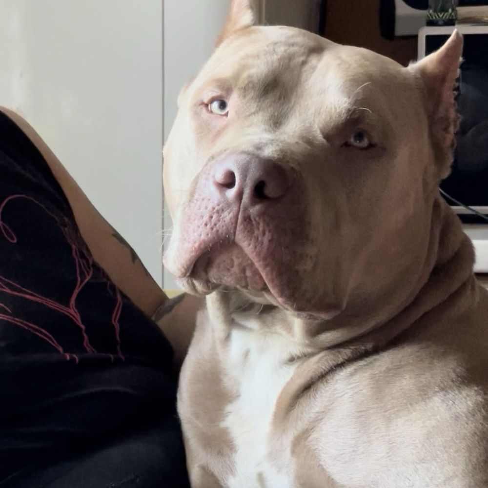 Amerykański Pit bull Terrier - ostatni chlopczyk