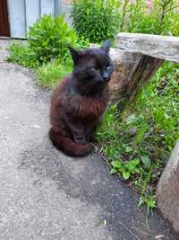 Взлослый чёрный котик ищет дом
