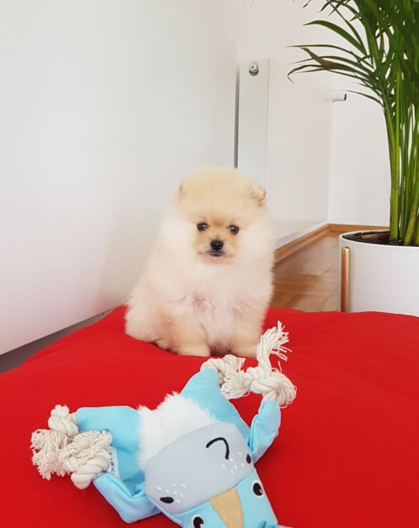 Szpic Miniaturowy Pomeranian suczka kremowa UNIKAT