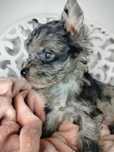 ZAREZERWOWANA. Yorkshire Terrier, Blumerle, suczka
