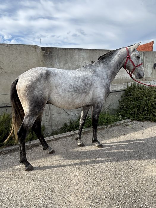 Poldro lusitano 3 anos