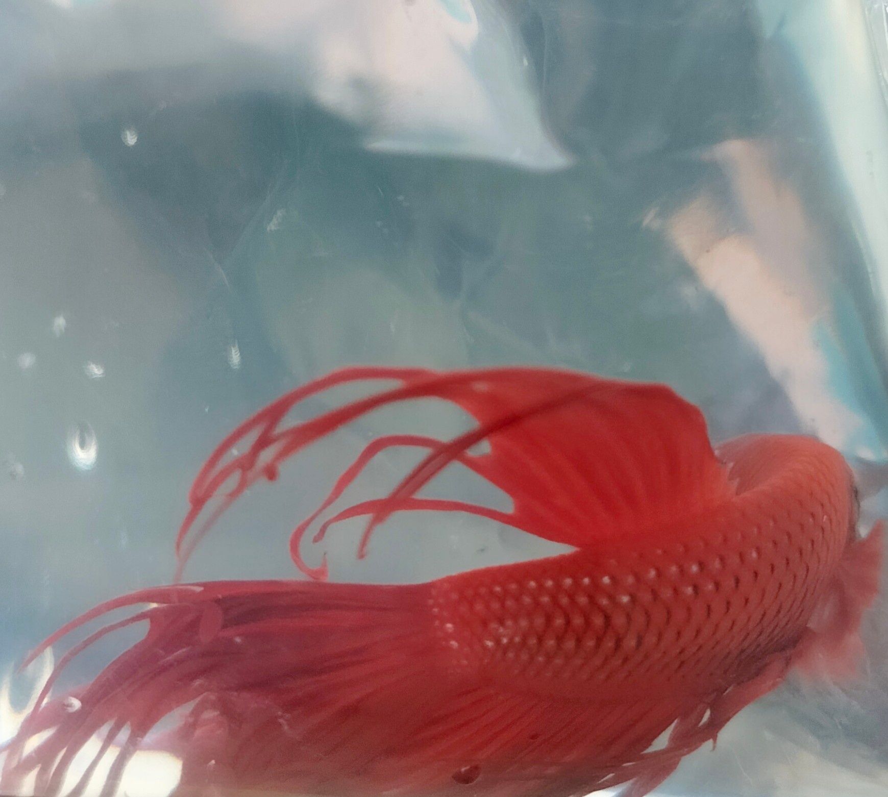 Betta Crown Tail