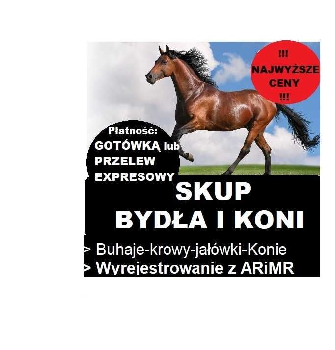 SKUP Bydła Koni Żywca !UBÓJ! Krowy,Krowa,Byk,Byków,Konie,Koń