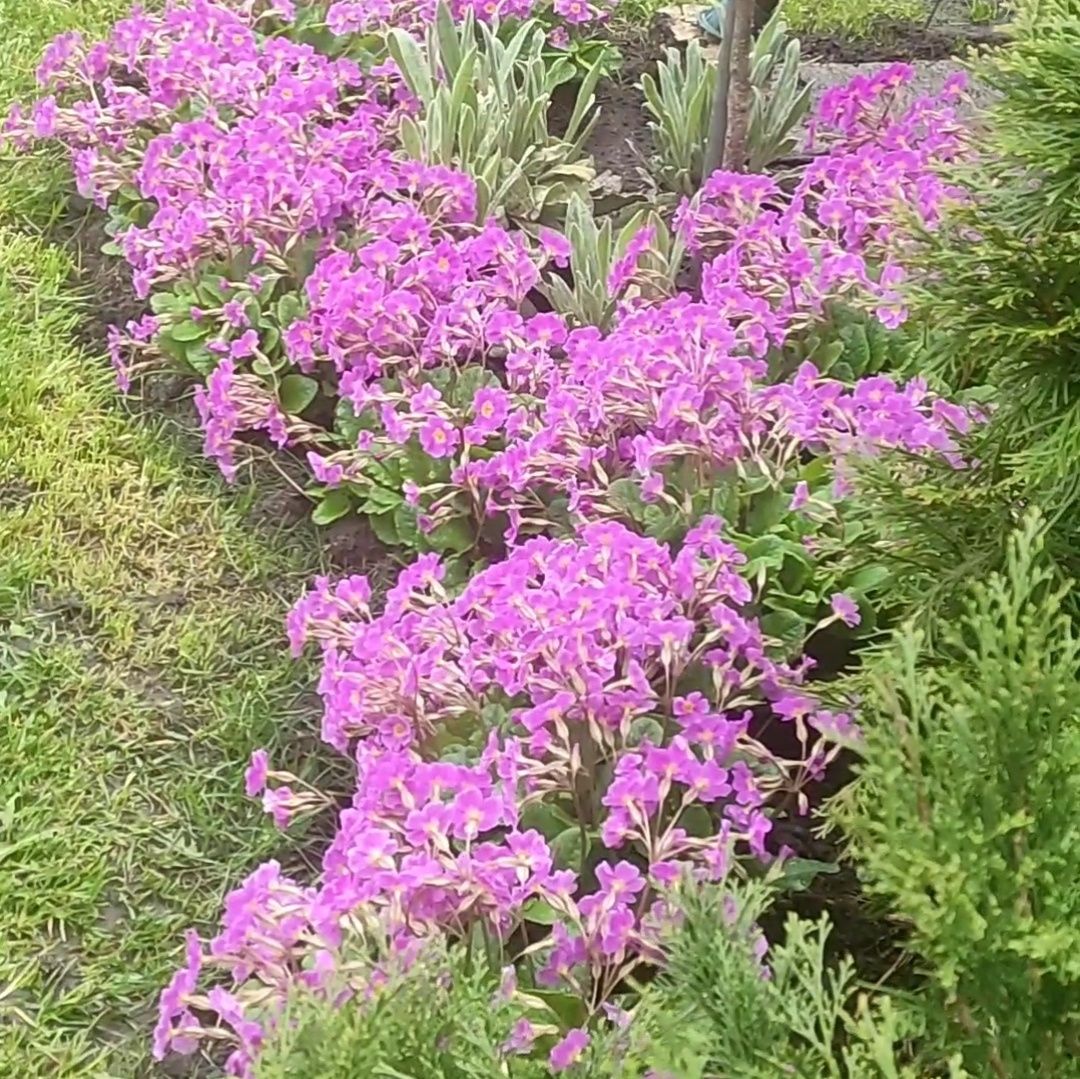 Хоста,  можевельник, папоротник, комнатны