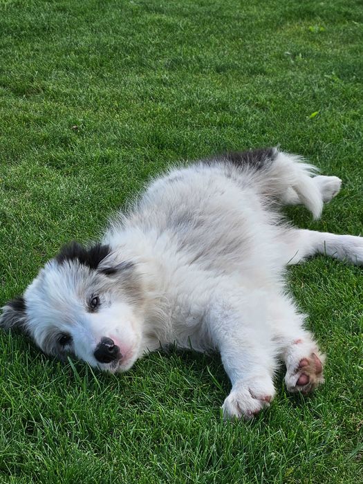 Border Collie ZKwP FCI