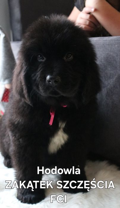 Nowofundland FCI ZKWP