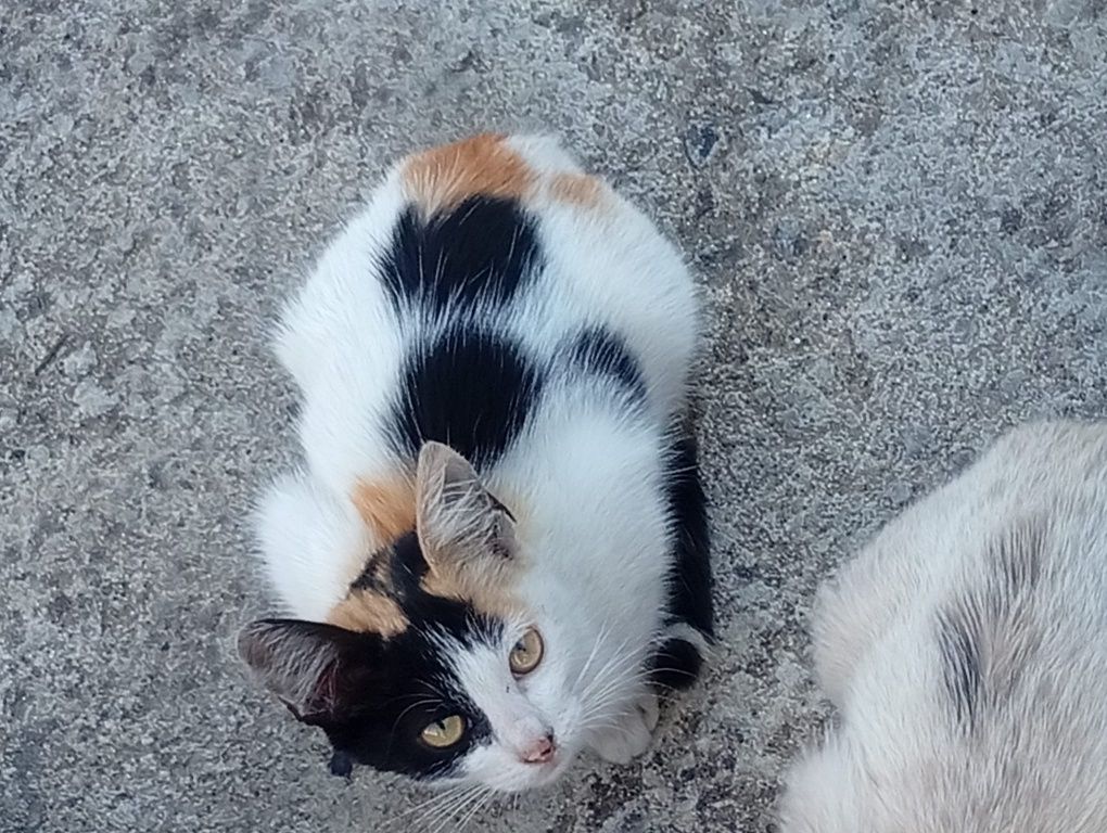 Gatinha 3meses tricolor muito meiga