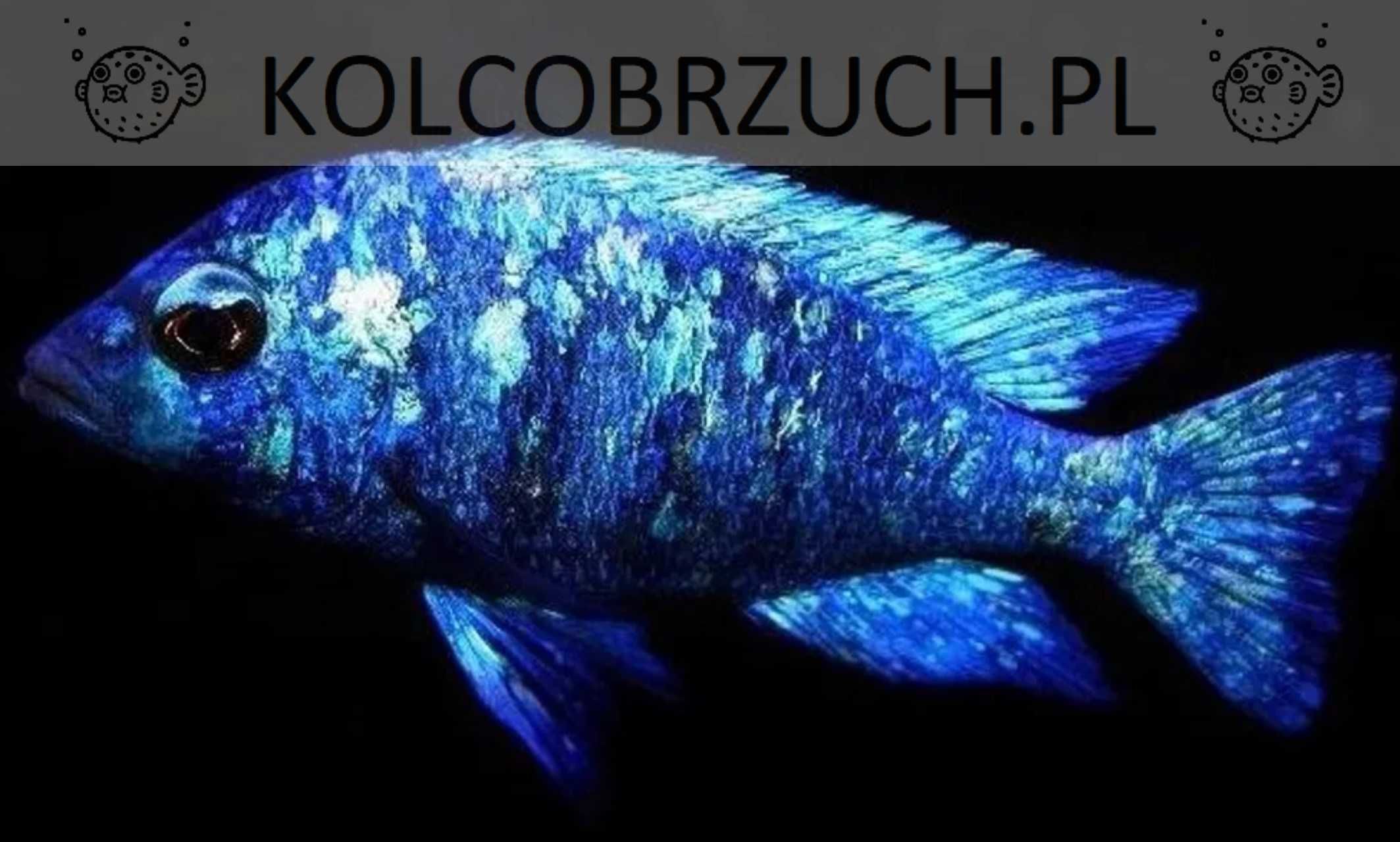 Placidochromis phenochilus Tanzania - dowóz, wysyłka